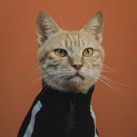 我們如何透過卓越服務連結玩家 - 熊猫体育